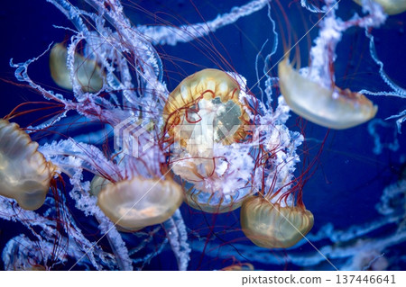 一群水母漂浮在水族箱裡 一群水母漂浮在水族箱裡 137446641
