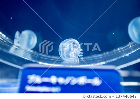水族箱中神祕地出現了一顆藍色砲彈。 137446642