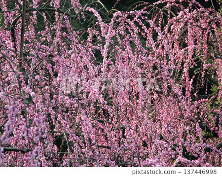 Weeping plum tree at Oagata Shrine 137446998