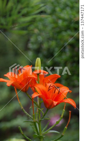 Mobile phone wallpaper with vibrant orange lilies Mobile phone wallpaper with vibrant orange lilies 137447171