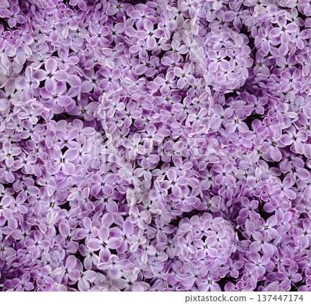 Floral spring background. Vintage watercolor background of lilac flowers. Close-up. Nature. Floral spring background. Vintage watercolor background of lilac flowers. Close-up. Nature. 137447174