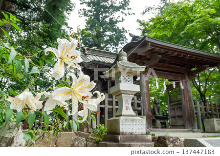 武藏禦岳神社、奧口神社、山百合(一座供奉犬神的聖地)以及夏日花景 武藏禦岳神社、奧口神社、山百合(一座供奉犬神的聖地)以及夏日花景 137447183