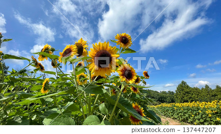 Large sunflowers blooming in a sunflower field under a blue summer sky, Sera Town, Sera District, Hiroshima Prefecture Large sunflowers blooming in a sunflower field under a blue summer sky, Sera Town, Sera District, Hiroshima Prefecture 137447207