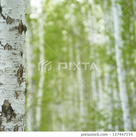 birch forest in sunlight in the morning on blur background with bokeh. birch forest in sunlight in the morning on blur background with bokeh. 137447554