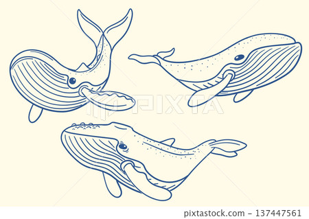 Whale outline set with humpback whales swimming in ocean in childlike hand drawn style Whale outline set with humpback whales swimming in ocean in childlike hand drawn style 137447561