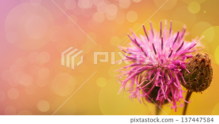 Floral background. Purple thorny thistle flower. Closeup. Nature. Floral background. Purple thorny thistle flower. Closeup. Nature. 137447584