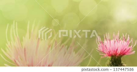 Floral background. Purple thorny thistle flower. Closeup. Nature. Floral background. Purple thorny thistle flower. Closeup. Nature. 137447586