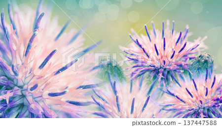 Floral  background. Purple thorny thistle flower. Closeup.  Nature. 137447588