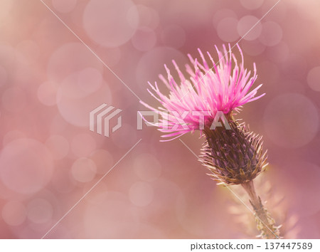 Floral  background. Purple thorny thistle flower. Closeup.  Nature. 137447589