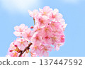 Cute pink Kawazu cherry blossoms 137447592