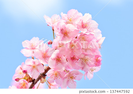 Cute pink Kawazu cherry blossoms 137447592