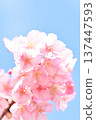 Cute pink Kawazu cherry blossoms 137447593