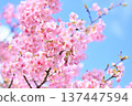 Cute pink Kawazu cherry blossoms 137447594
