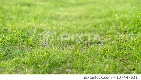 Green grass background with shallow depth of field and bokeh. Green grass background with shallow depth of field and bokeh. 137447631