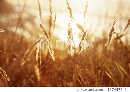 Golden ears of grass on the background of an autumn landscape. Small depth of field. Golden ears of grass on the background of an autumn landscape. Small depth of field. 137447641