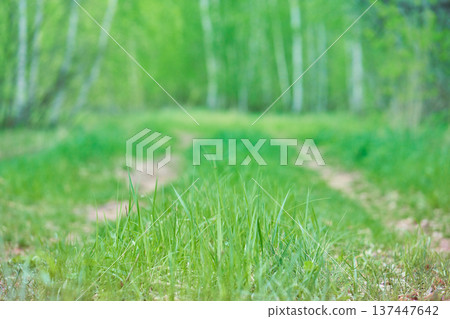 Green grass. Spring background. Path in a birch forest. Soft focus. Nature Green grass. Spring background. Path in a birch forest. Soft focus. Nature 137447642