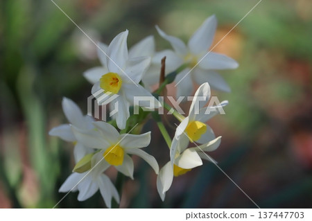 White, pointed-petaled Grand Monarch flowers blooming in a garden in early spring White, pointed-petaled Grand Monarch flowers blooming in a garden in early spring 137447703
