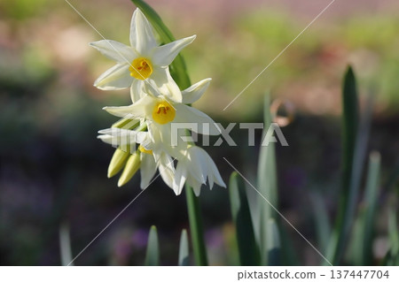 早春時節,花園裡盛開著白色、花瓣尖尖的大君主花。 早春時節,花園裡盛開著白色、花瓣尖尖的大君主花。 137447704