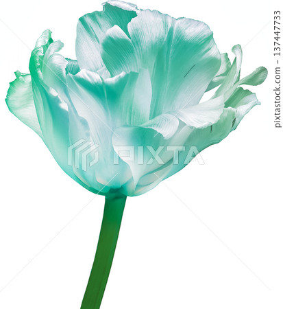 flower tulip on a white isolated background with clipping path. Close-up. no shadows. Shot of White Colored. Nature. flower tulip on a white isolated background with clipping path. Close-up. no shadows. Shot of White Colored. Nature. 137447733