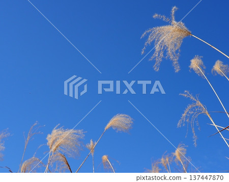 The Dance of Japanese Pampas Grass: Feeling the excitement of seeing the ears dancing in the wind The Dance of Japanese Pampas Grass: Feeling the excitement of seeing the ears dancing in the wind 137447870