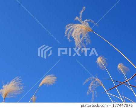 The Dance of Japanese Pampas Grass: Feeling the excitement of seeing the ears dancing in the wind 137447876