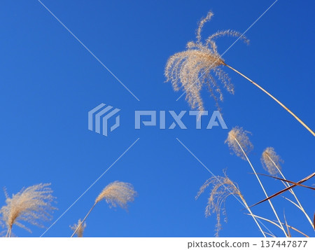 The Dance of Japanese Pampas Grass: Feeling the excitement of seeing the ears dancing in the wind 137447877