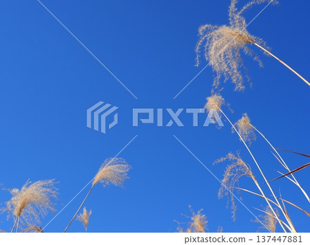The Dance of Japanese Pampas Grass: Feeling the excitement of seeing the ears dancing in the wind The Dance of Japanese Pampas Grass: Feeling the excitement of seeing the ears dancing in the wind 137447881