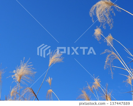 The Dance of Japanese Pampas Grass: Feeling the excitement of seeing the ears dancing in the wind The Dance of Japanese Pampas Grass: Feeling the excitement of seeing the ears dancing in the wind 137447889