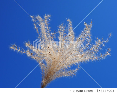 The Dance of Japanese Pampas Grass: Feeling the excitement of seeing the ears dancing in the wind The Dance of Japanese Pampas Grass: Feeling the excitement of seeing the ears dancing in the wind 137447903