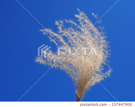 The Dance of Japanese Pampas Grass: Feeling the excitement of seeing the ears dancing in the wind The Dance of Japanese Pampas Grass: Feeling the excitement of seeing the ears dancing in the wind 137447908