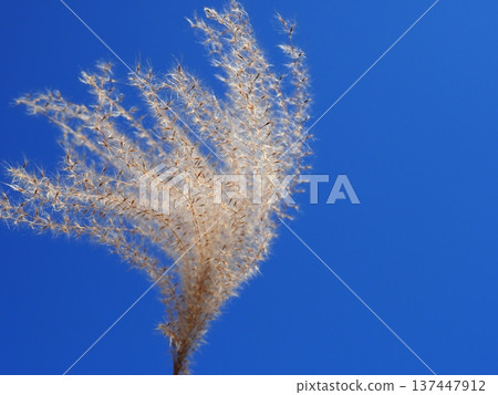 The Dance of Japanese Pampas Grass: Feeling the excitement of seeing the ears dancing in the wind The Dance of Japanese Pampas Grass: Feeling the excitement of seeing the ears dancing in the wind 137447912