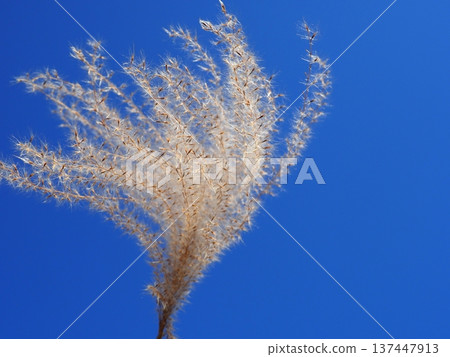 The Dance of Japanese Pampas Grass: Feeling the excitement of seeing the ears dancing in the wind The Dance of Japanese Pampas Grass: Feeling the excitement of seeing the ears dancing in the wind 137447913