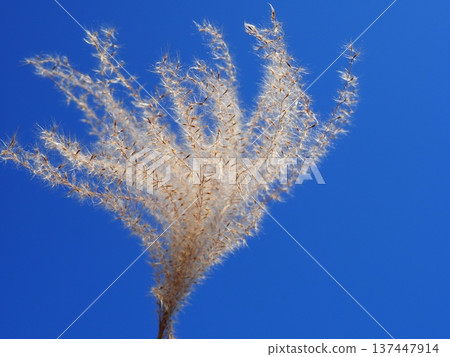 The Dance of Japanese Pampas Grass: Feeling the excitement of seeing the ears dancing in the wind The Dance of Japanese Pampas Grass: Feeling the excitement of seeing the ears dancing in the wind 137447914
