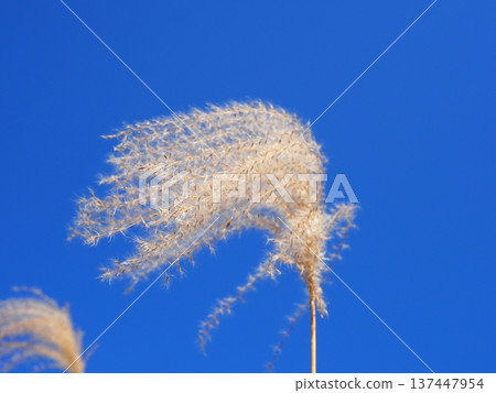 日本蒲葦草之舞:感受風中搖曳的穗狀花序帶來的興奮 日本蒲葦草之舞:感受風中搖曳的穗狀花序帶來的興奮 137447954