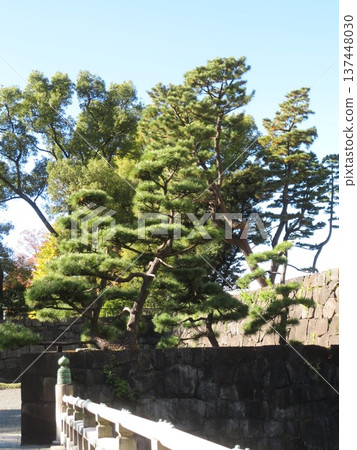 從皇宮乾街望去,可以看到松樹。 從皇宮乾街望去,可以看到松樹。 137448030