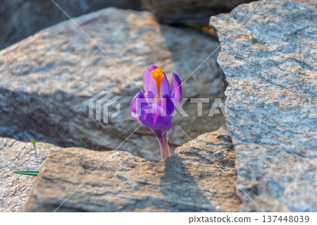 Purple crocus emerging between stones on natural soil in spring. Purple crocus emerging between stones on natural soil in spring. 137448039
