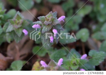 Small pink Lamium purpureum flowers blooming on the roadside in early spring Small pink Lamium purpureum flowers blooming on the roadside in early spring 137448068
