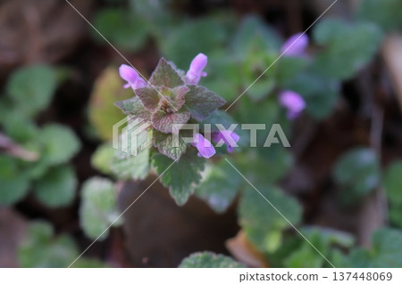 Small pink Lamium purpureum flowers blooming on the roadside in early spring 137448069