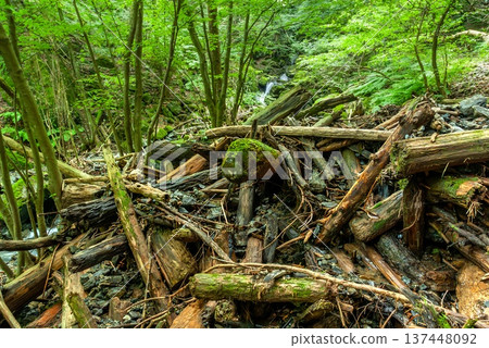 The Oku-Musashi valley landscape where driftwood and piles of wood chips from Bonomine and Shirayazawa coexist with the ruggedness of nature and fresh greenery The Oku-Musashi valley landscape where driftwood and piles of wood chips from Bonomine and Shirayazawa coexist with the ruggedness of nature and fresh greenery 137448092