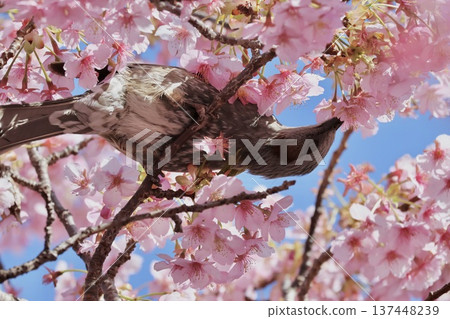 A brown-eared bulbul drinking nectar from a full-bloomed Aoi cherry tree A brown-eared bulbul drinking nectar from a full-bloomed Aoi cherry tree 137448239