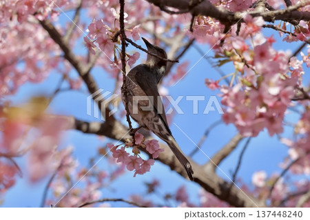 A brown-eared bulbul drinking nectar from a full-bloomed Aoi cherry tree A brown-eared bulbul drinking nectar from a full-bloomed Aoi cherry tree 137448240