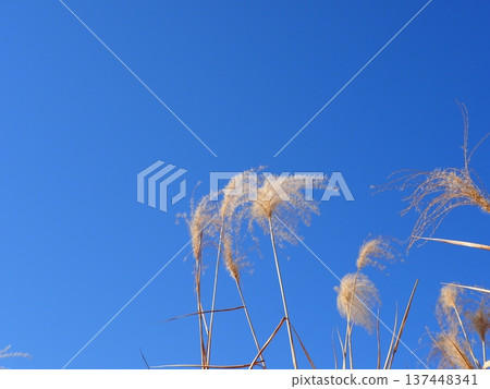 銀色的草地在藍天的襯托下格外醒目，非常適合留白。藍天與銀色的草地交相輝映，彷彿在翩翩起舞。 137448341