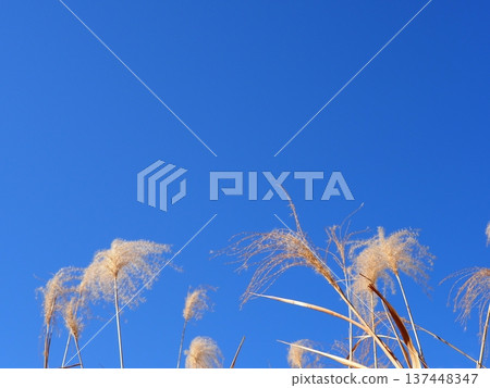 Silver grass that stands out against the blue sky. Perfect for copy space. The blue sky and silver grass dance. 137448347