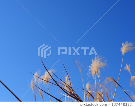 銀色的草地在藍天的襯托下格外醒目，非常適合留白。藍天與銀色的草地交相輝映，彷彿在翩翩起舞。 137448353