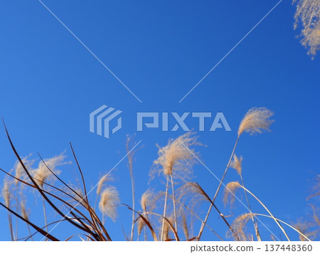 銀色的草地在藍天的襯托下格外醒目，非常適合留白。藍天與銀色的草地交相輝映，彷彿在翩翩起舞。 137448360