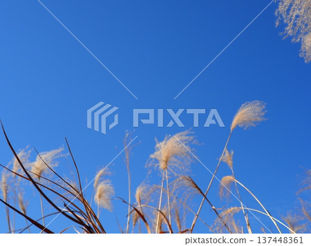 Silver grass that stands out against the blue sky. Perfect for copy space. The blue sky and silver grass dance. Silver grass that stands out against the blue sky. Perfect for copy space. The blue sky and silver grass dance. 137448361