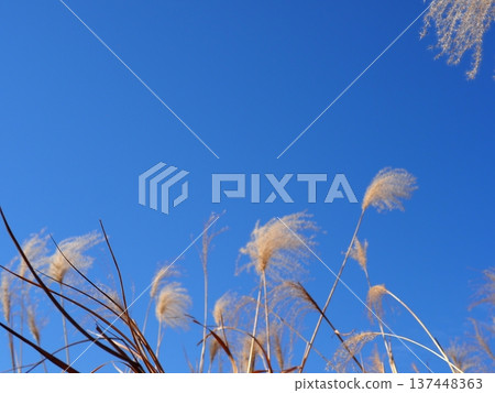 Silver grass that stands out against the blue sky. Perfect for copy space. The blue sky and silver grass dance. 137448363