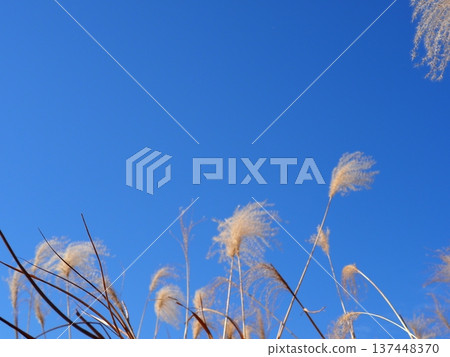 Silver grass that stands out against the blue sky. Perfect for copy space. The blue sky and silver grass dance. Silver grass that stands out against the blue sky. Perfect for copy space. The blue sky and silver grass dance. 137448370