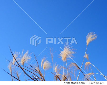 Silver grass that stands out against the blue sky. Perfect for copy space. The blue sky and silver grass dance. Silver grass that stands out against the blue sky. Perfect for copy space. The blue sky and silver grass dance. 137448378
