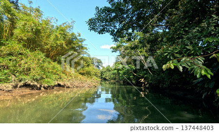 Sierpe river passing through mangrove forest costa rica Sierpe river passing through mangrove forest costa rica 137448403